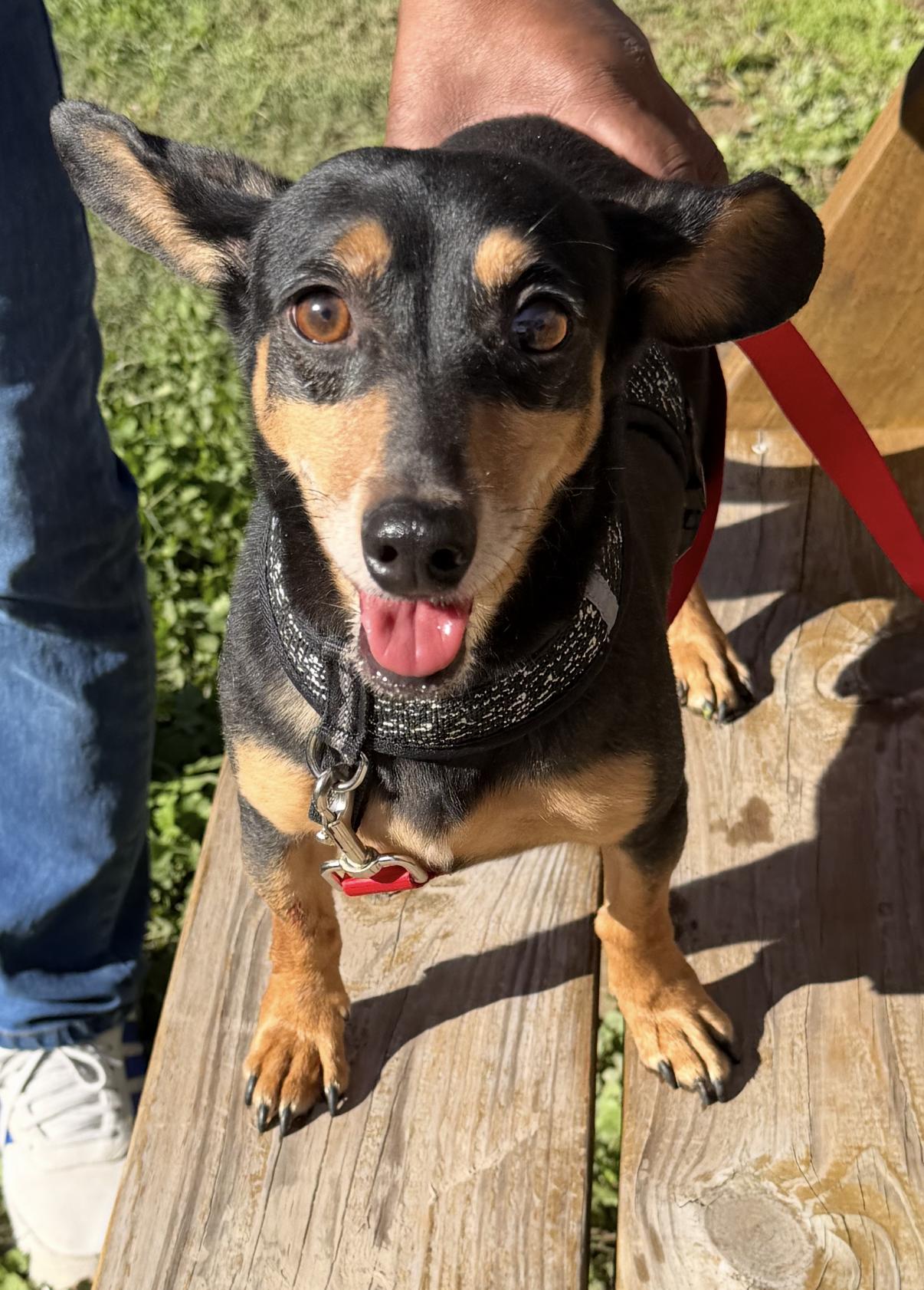 Enlarge BAILEY & BIANCA (bonded pair), an adopted Mixed Breed in Harrisburg, PA image 1/6