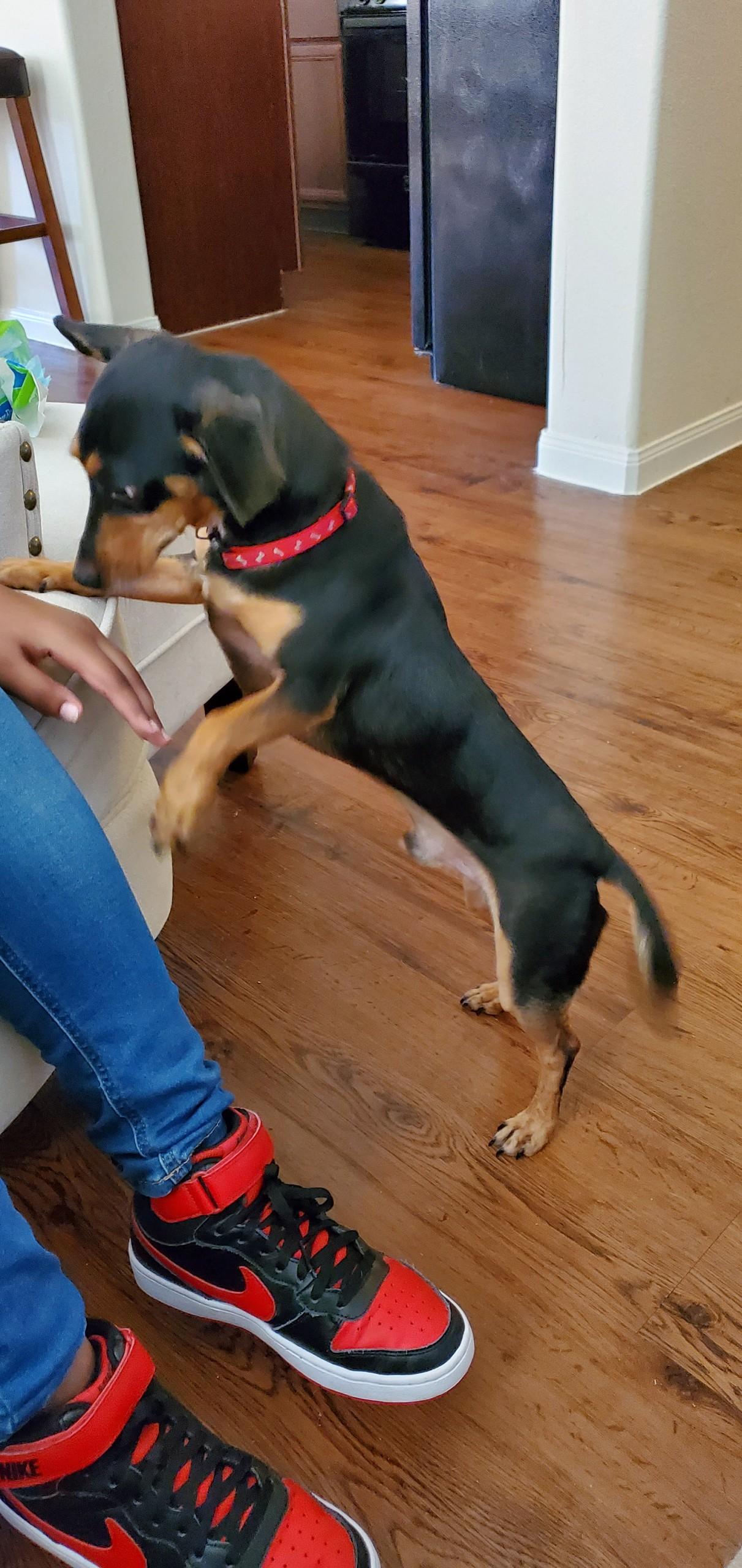 Enlarge BAILEY & BIANCA (bonded pair), an adopted Mixed Breed in Harrisburg, PA image 2/6