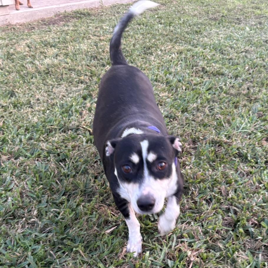 BAILEY & BIANCA (bonded pair) — thumbnail 3