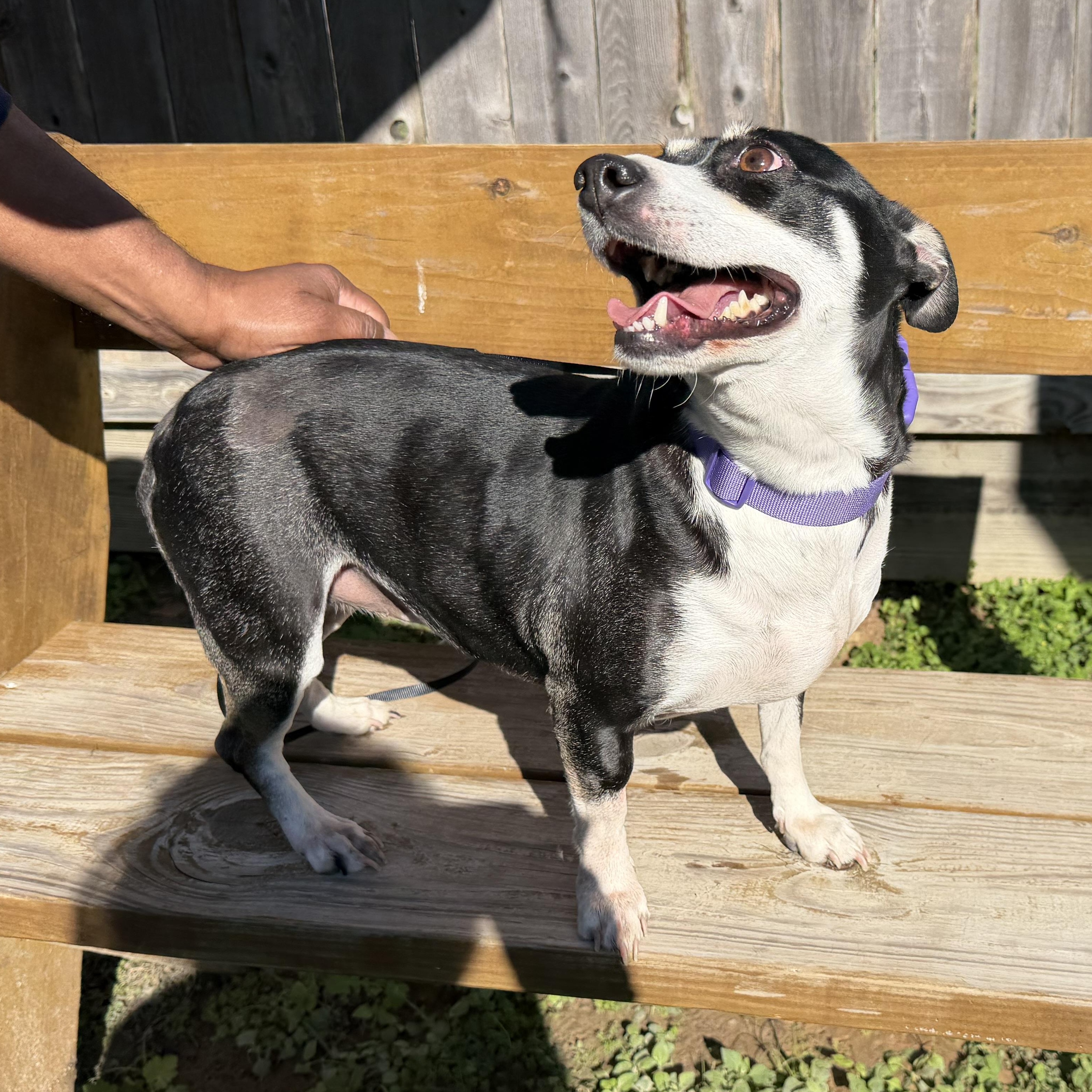 Enlarge BAILEY & BIANCA (bonded pair), an adopted Mixed Breed in Harrisburg, PA image 6/6