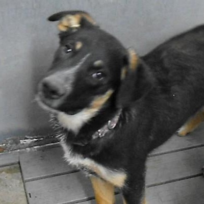 Rose (4012A), Young Female Rottweiler