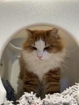 Enlarge Port, an adopted Domestic Long Hair in Hamilton, MT image 1/4