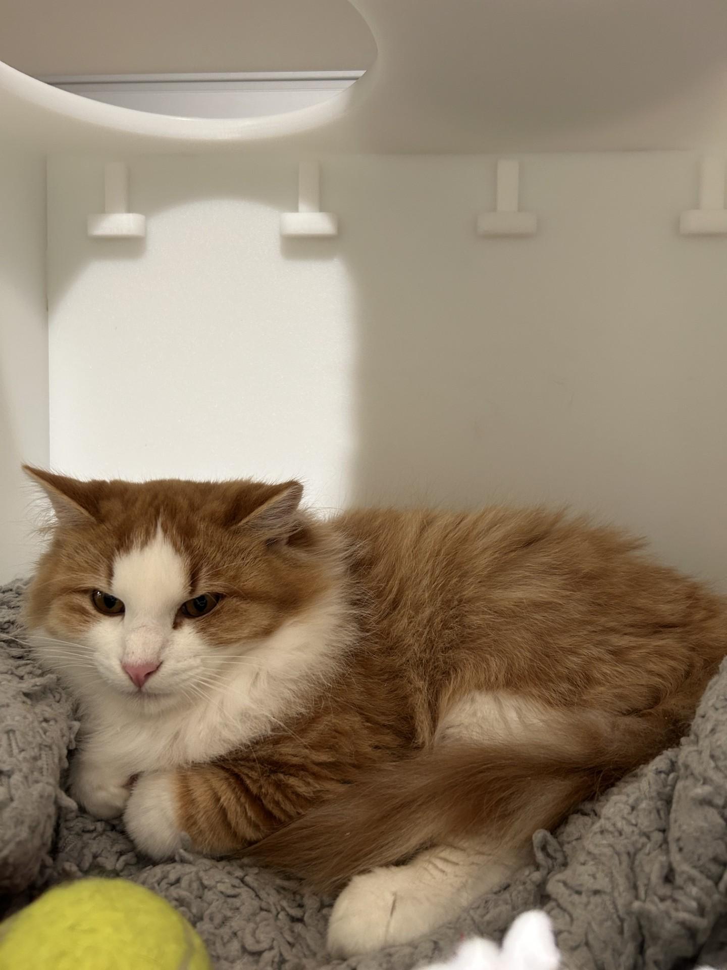 Port, Adoptable, Young Male Domestic Long Hair.