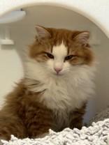 Enlarge Port, an adopted Domestic Long Hair in Hamilton, MT image 2/4