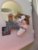 Enlarge Port, an adopted Domestic Long Hair in Hamilton, MT image 3/4