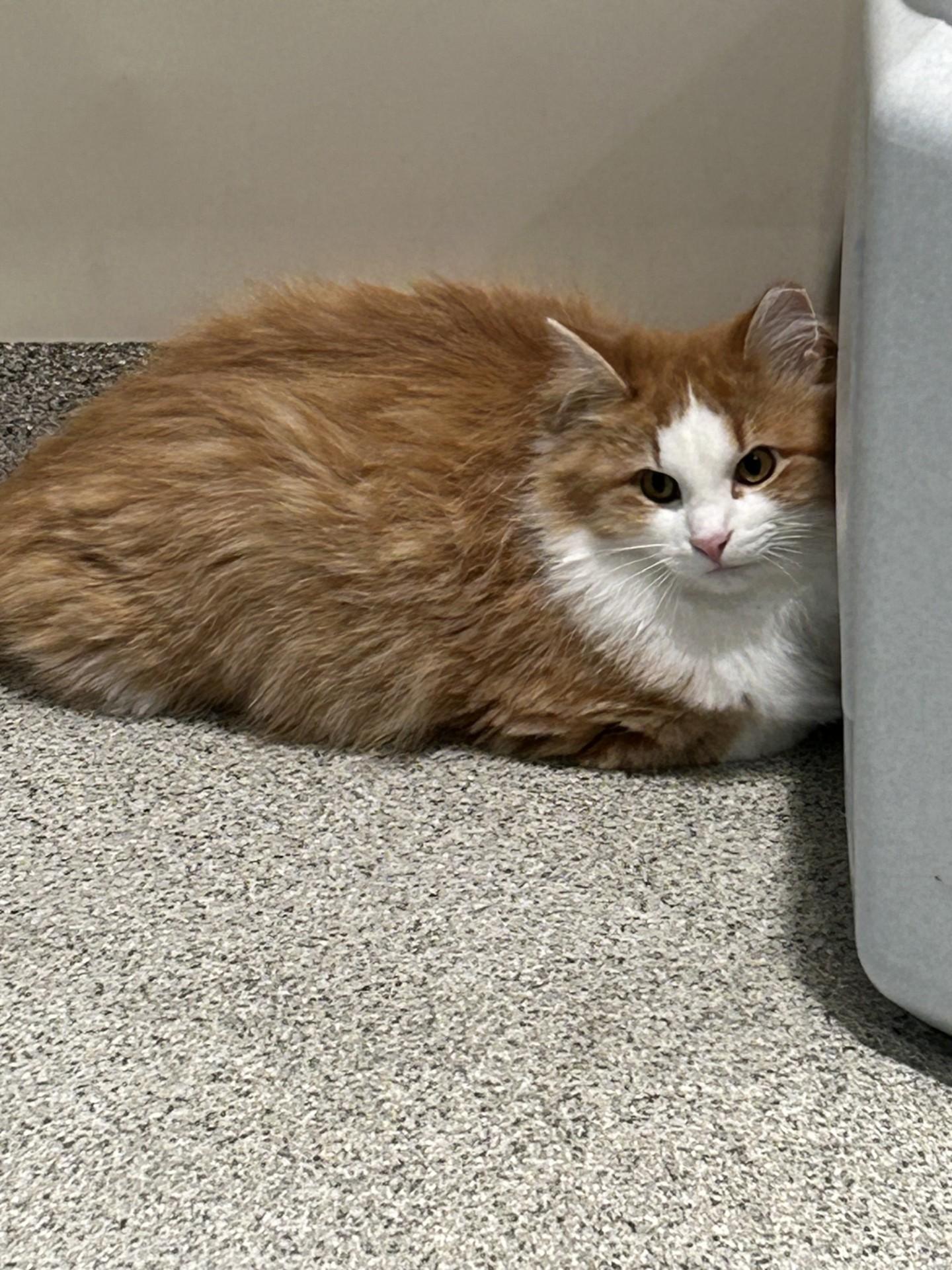 Port, a Adoptable Domestic Long Hair in Hamilton, MT image 2/2