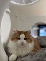 Enlarge Port, an adopted Domestic Long Hair in Hamilton, MT image 4/4