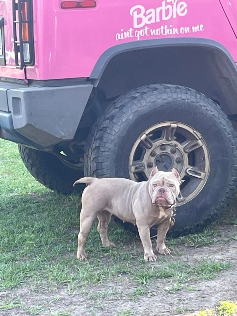 Nova, Adopted, Adult Female American Bully.