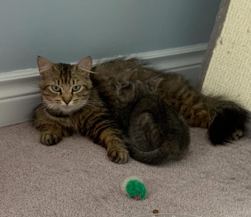 Adina, Adopted, Adult Female Domestic Long Hair.