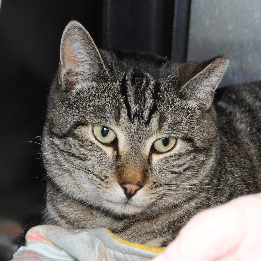 Enlarge Gary, a Adoptable Domestic Short Hair in Albuquerque, NM image 1/4