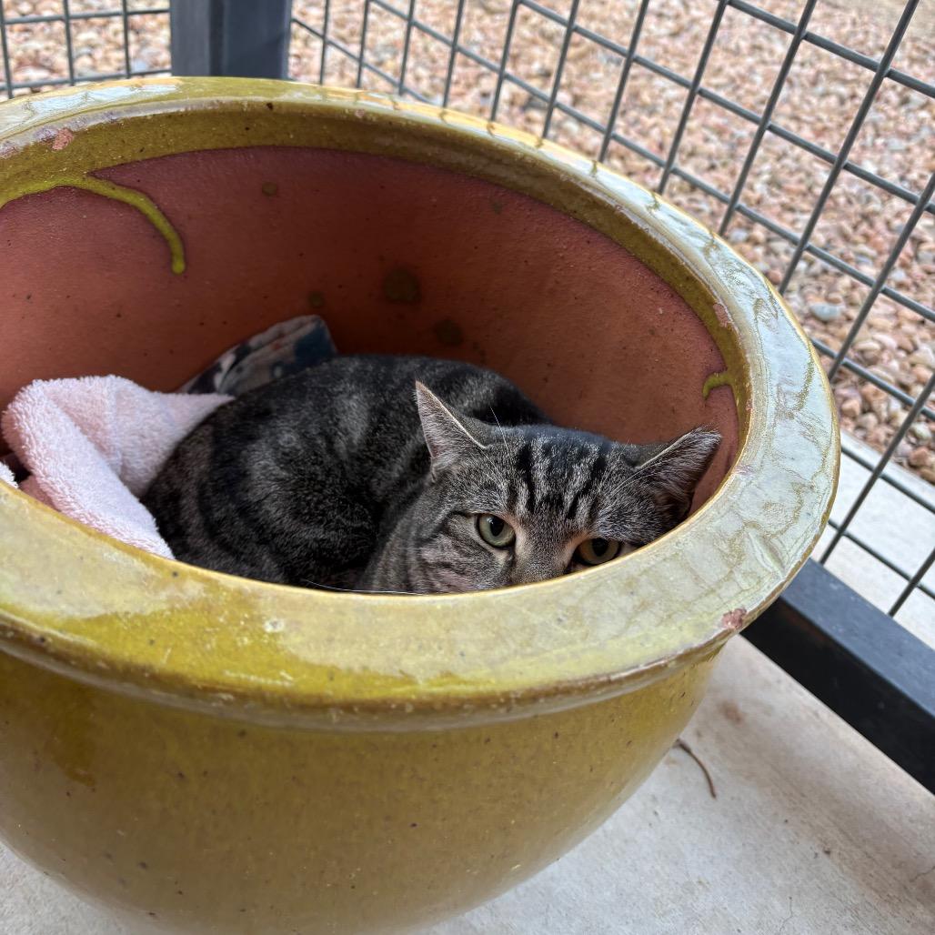 Enlarge Gary, a Adoptable Domestic Short Hair in Albuquerque, NM image 2/4