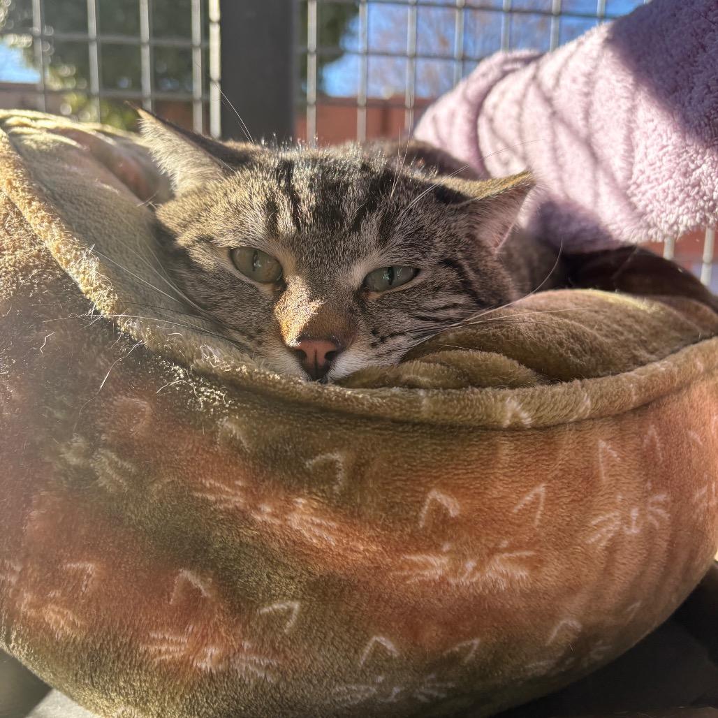 Enlarge Gary, a Adoptable Domestic Short Hair in Albuquerque, NM image 3/4