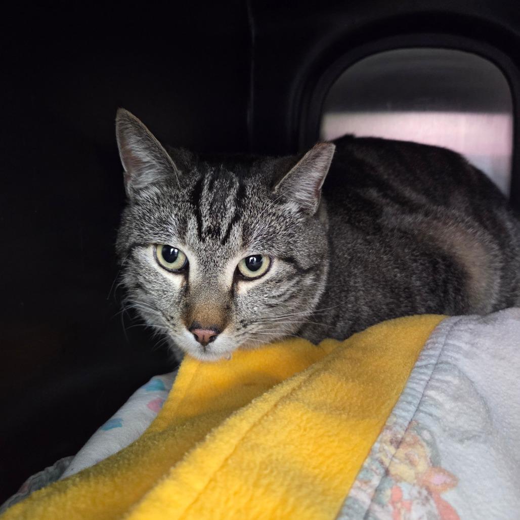 Enlarge Gary, a Adoptable Domestic Short Hair in Albuquerque, NM image 4/4