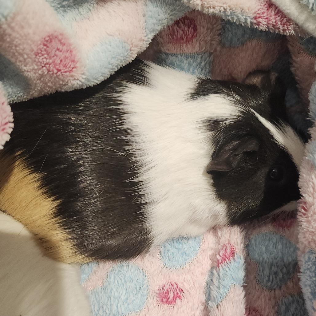 Cleo, a Adoptable Guinea Pig in Clearwater, FL image 1/2