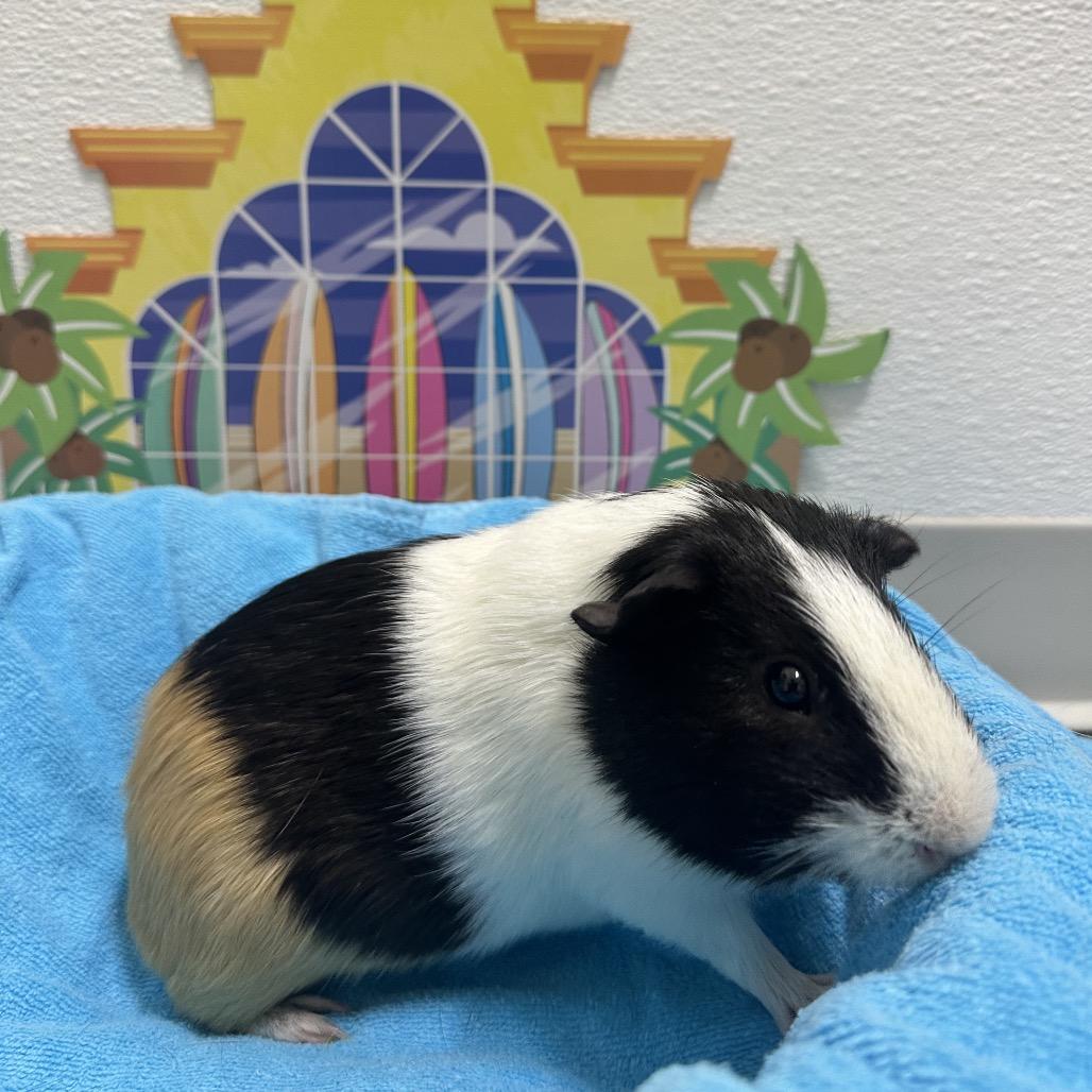 Cleo, a Adoptable Guinea Pig in Clearwater, FL image 2/2