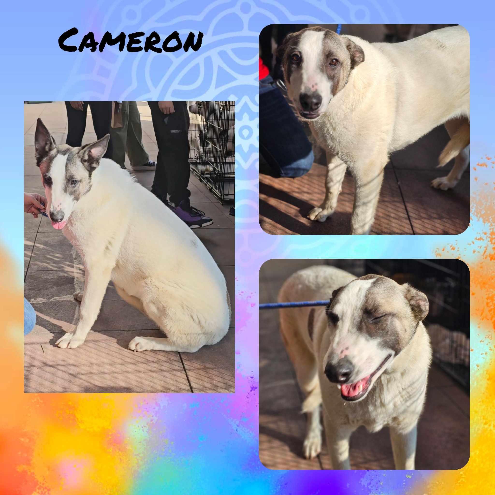 Cameron photo