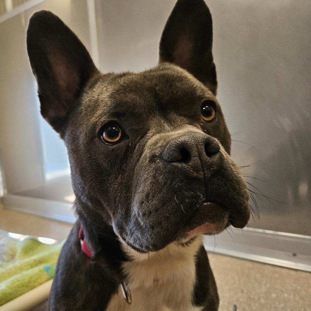 Buzz, Adoptable, Adult Male Mixed Breed.