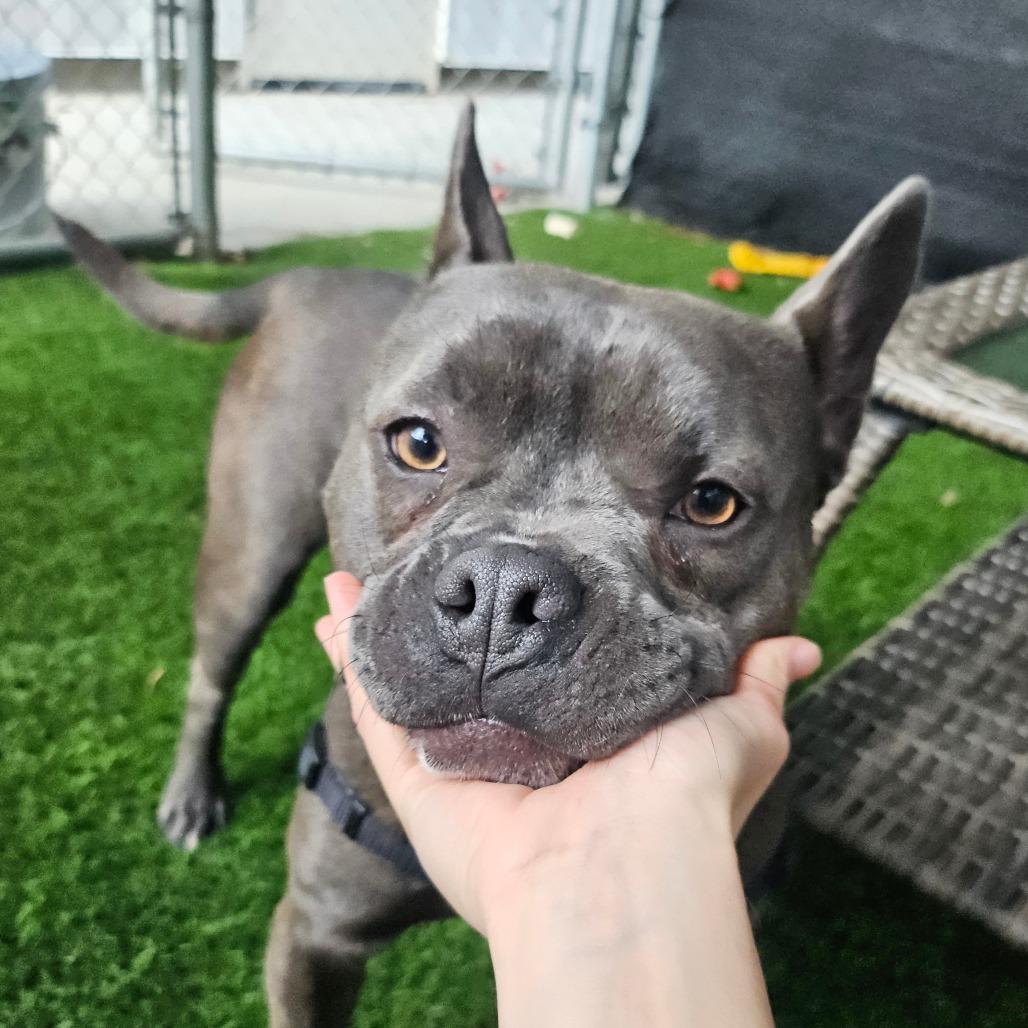 Buzz, a Adoptable Mixed Breed in Sonoma, CA image 2/6