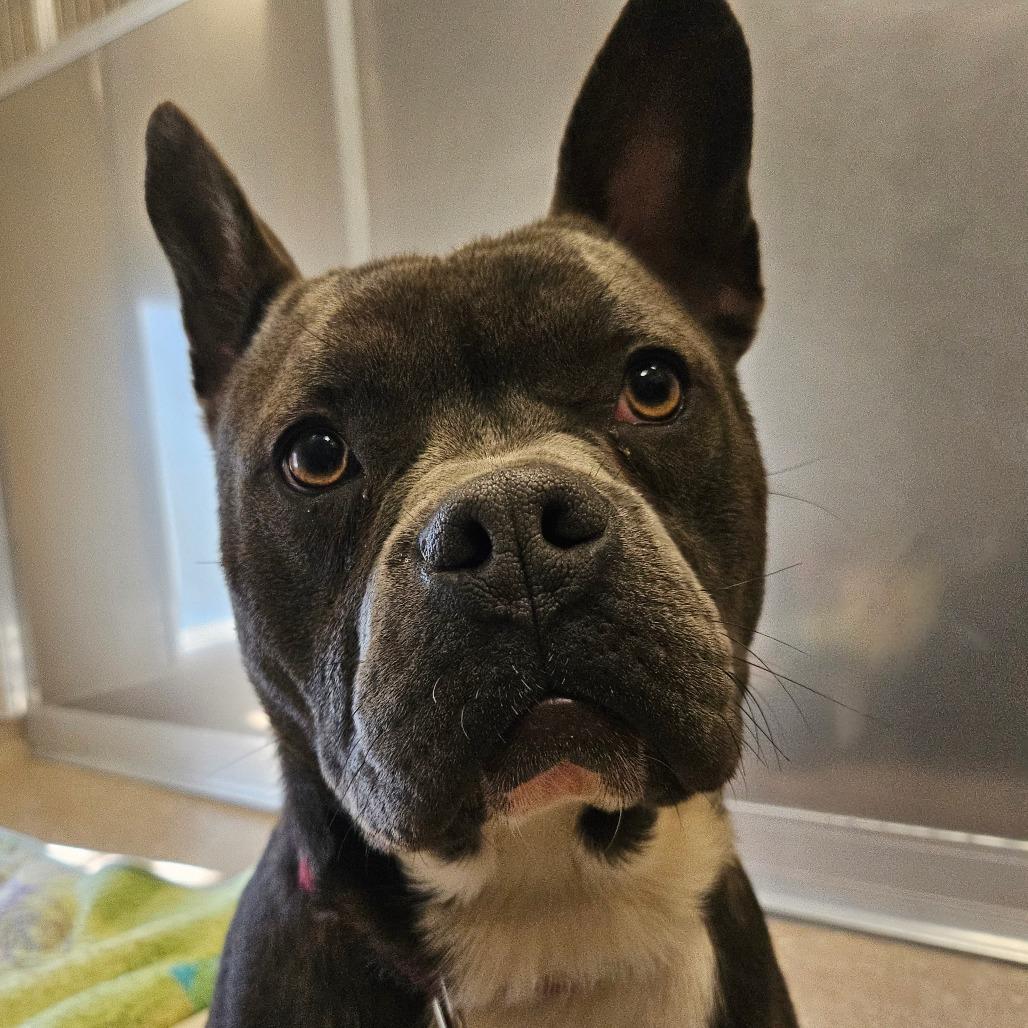 Buzz, a Adoptable Mixed Breed in Sonoma, CA image 3/6