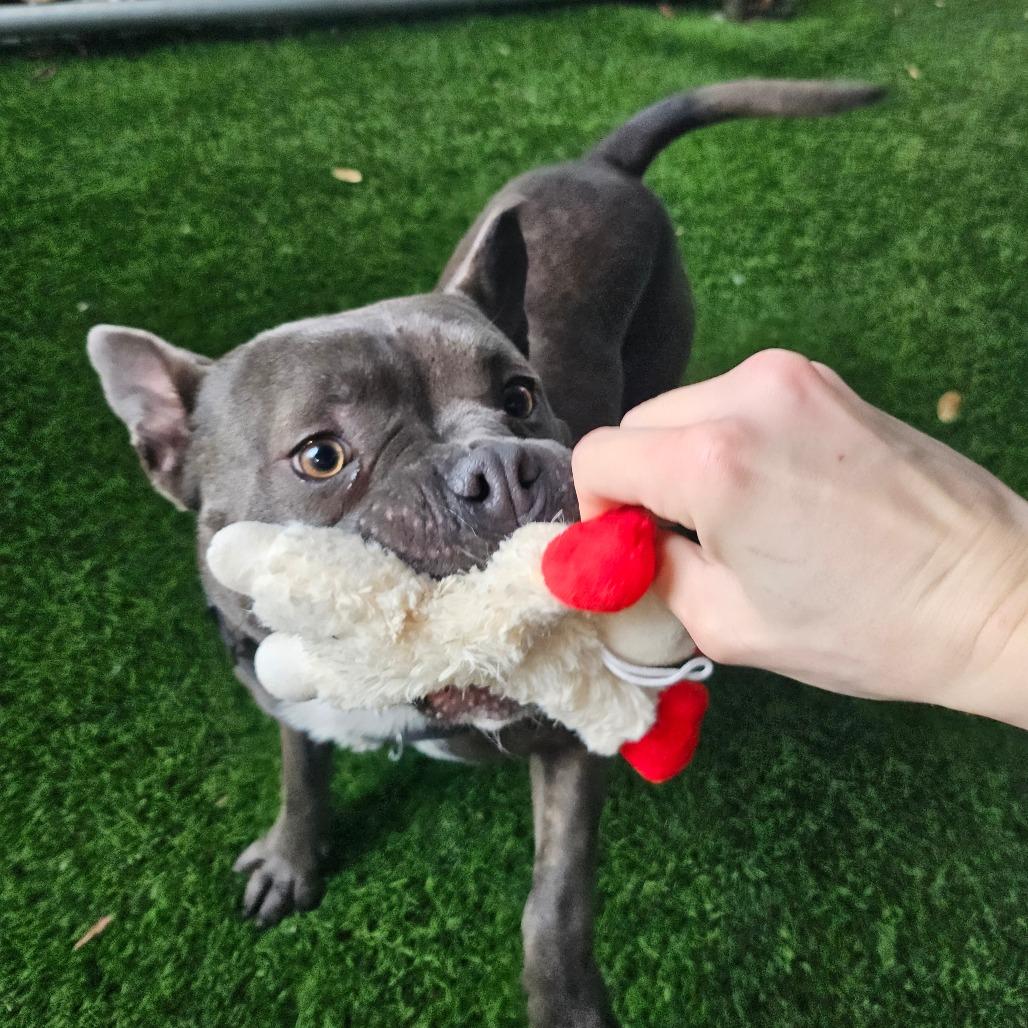Buzz, a Adoptable Mixed Breed in Sonoma, CA image 4/6