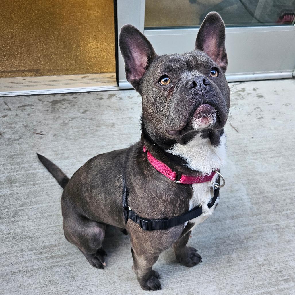 Buzz, a Adoptable Mixed Breed in Sonoma, CA image 5/6