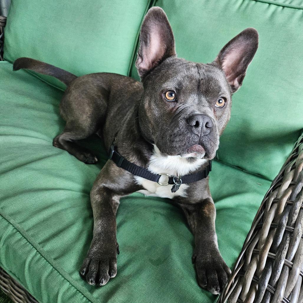 Buzz, a Adoptable Mixed Breed in Sonoma, CA image 6/6