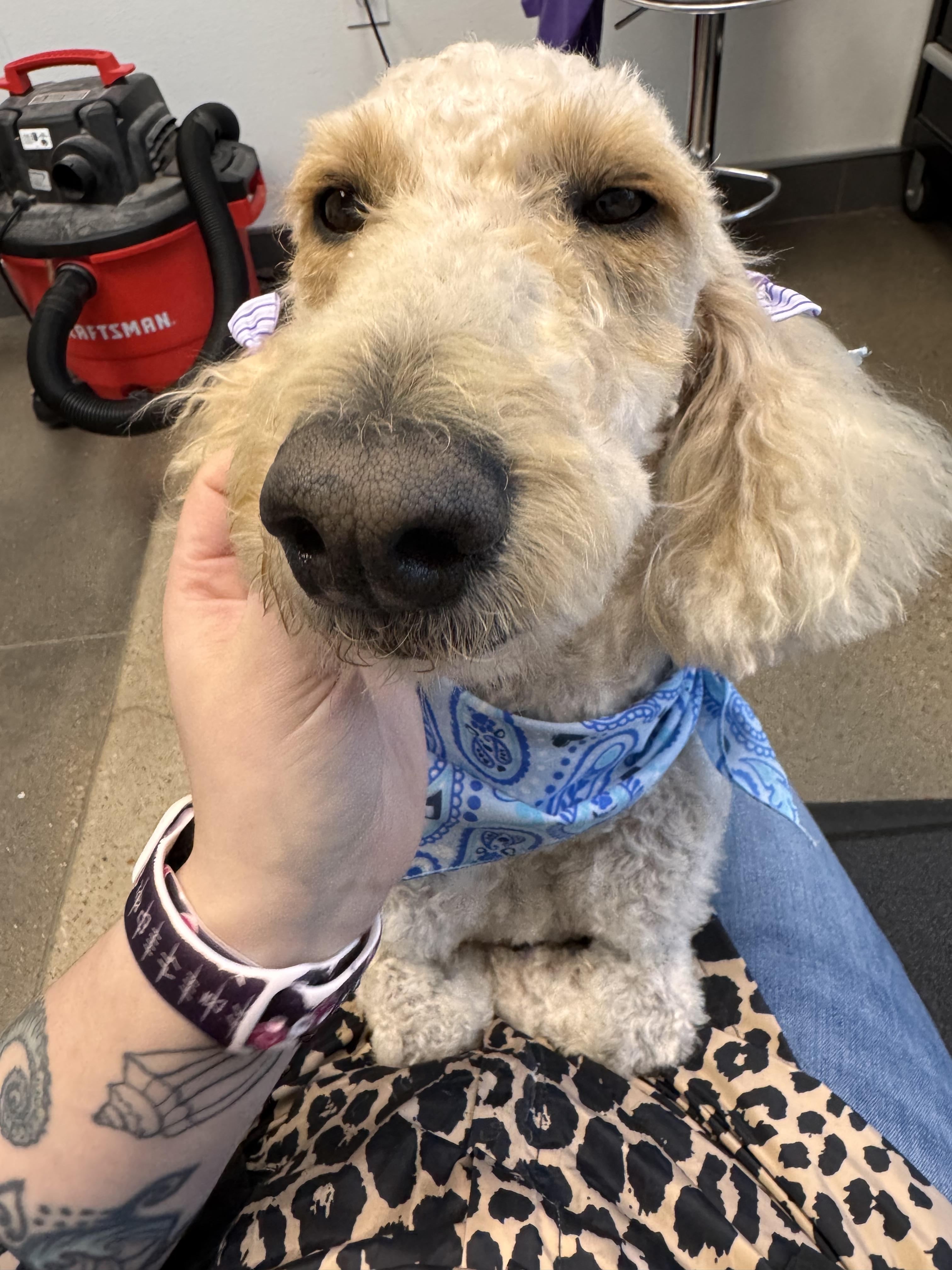 Enlarge Stevie, an adopted Poodle in Plano, TX image 2/5