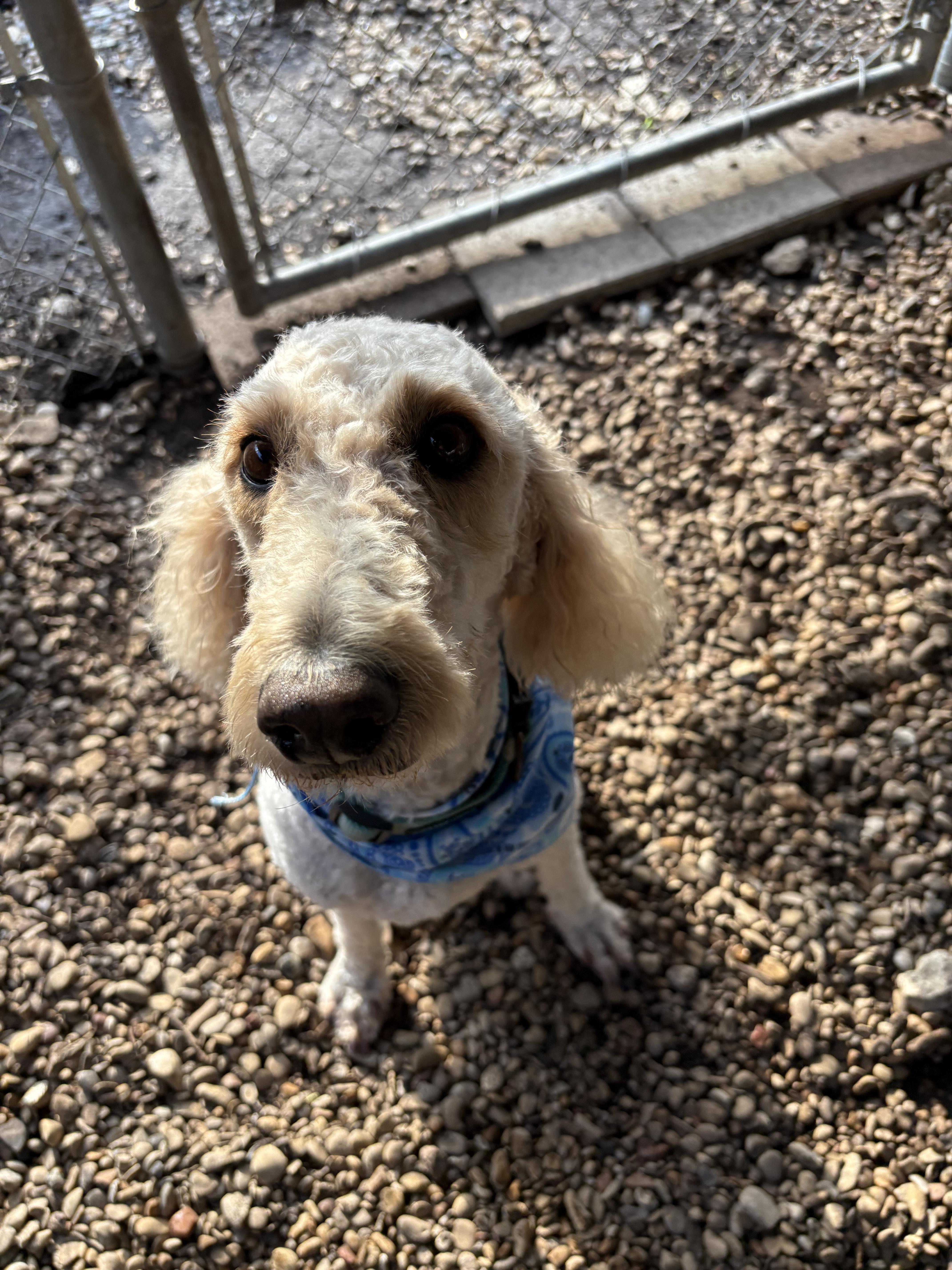 Enlarge Stevie, an adopted Poodle in Plano, TX image 1/5