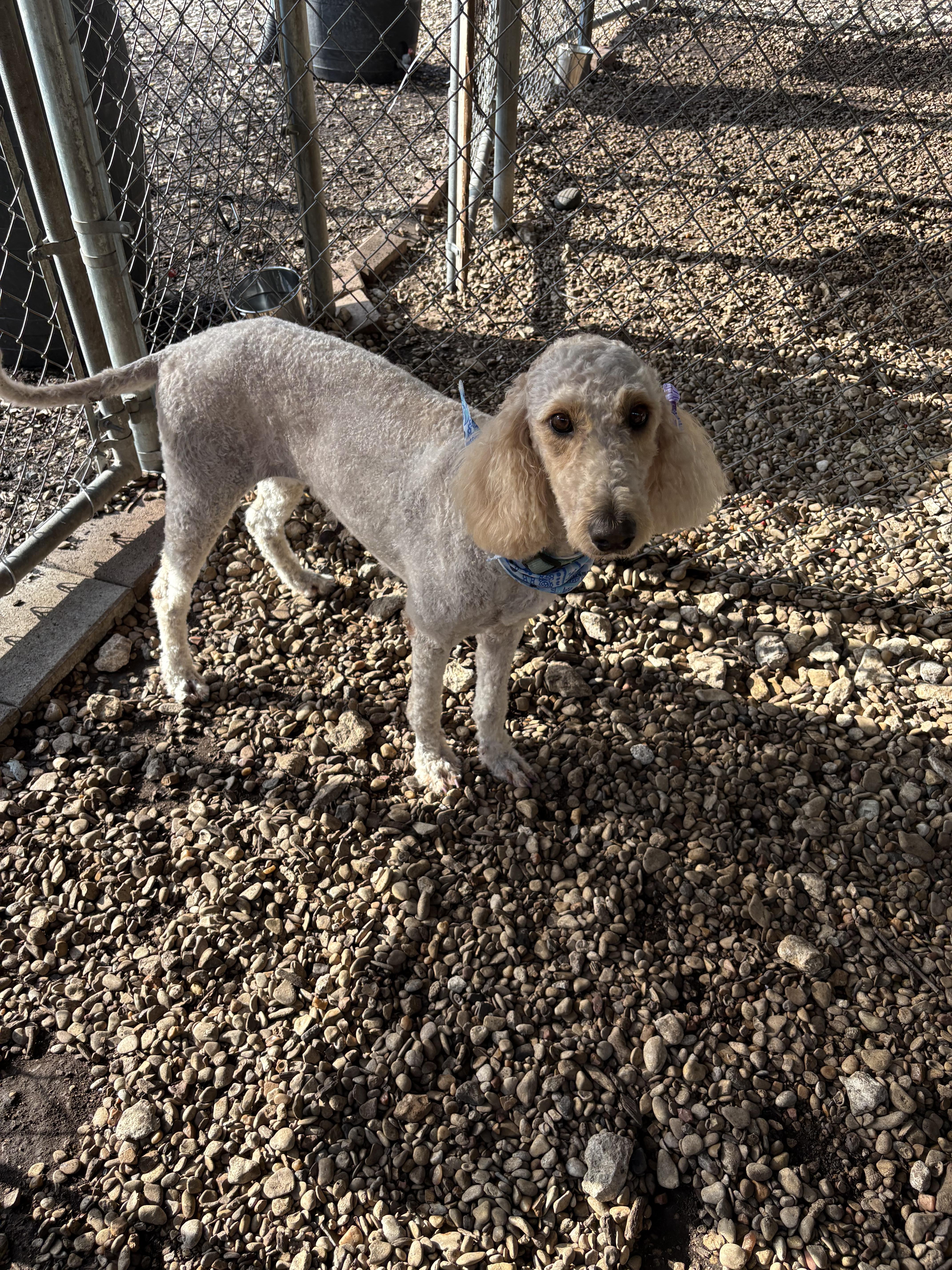 Enlarge Stevie, an adopted Poodle in Plano, TX image 4/5