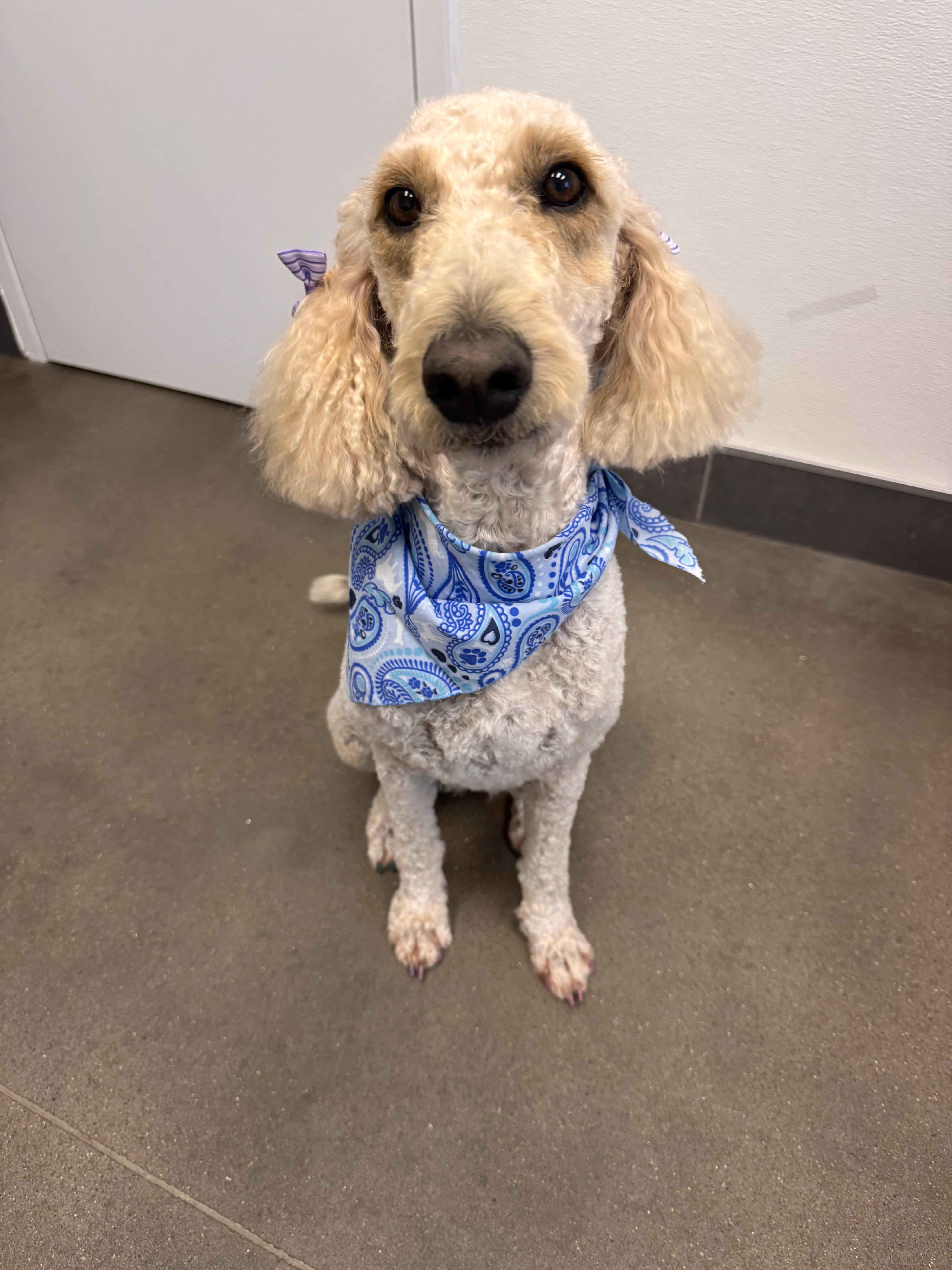 Enlarge Stevie, an adopted Poodle in Plano, TX image 3/5