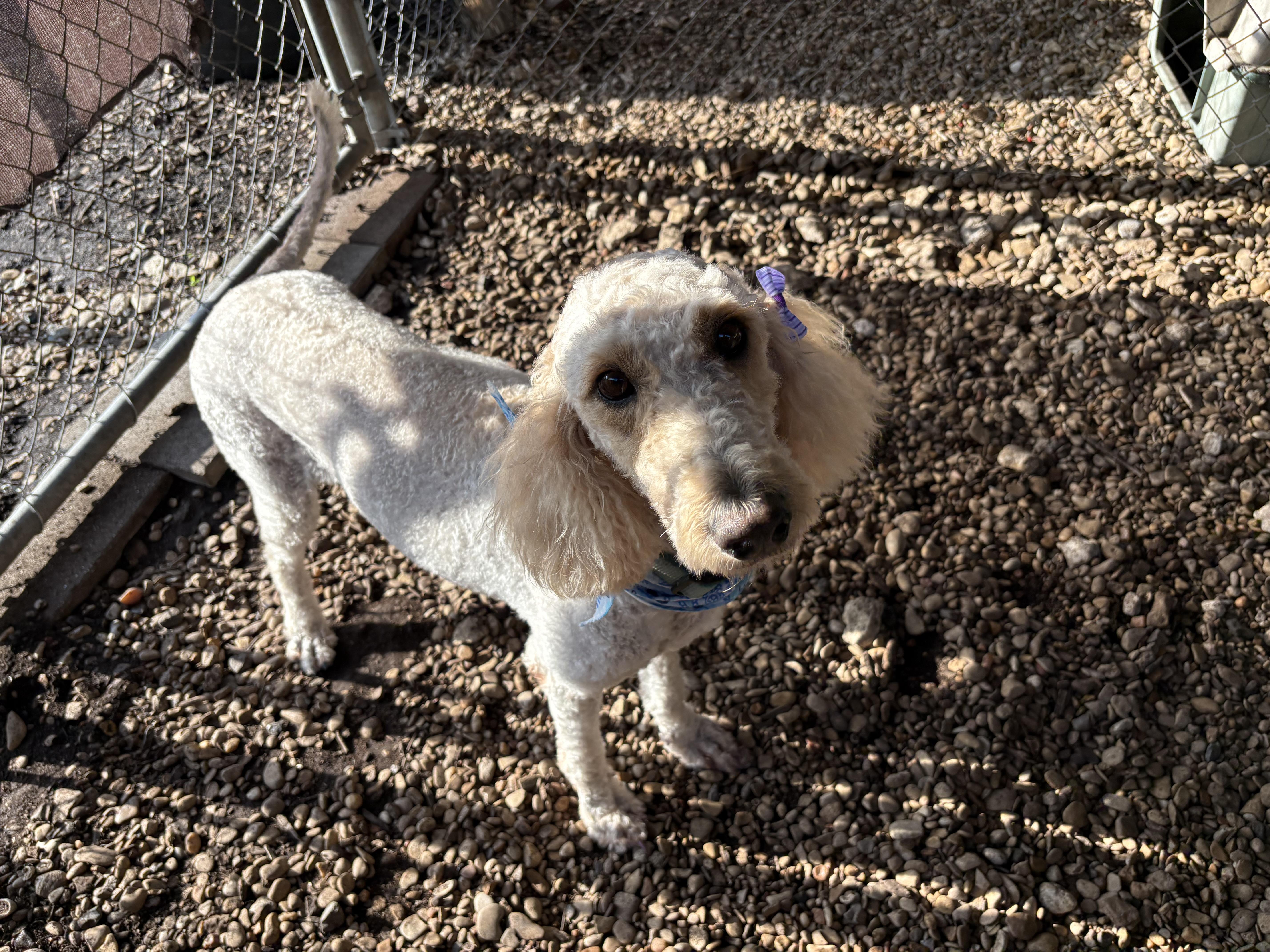 Enlarge Stevie, an adopted Poodle in Plano, TX image 5/5