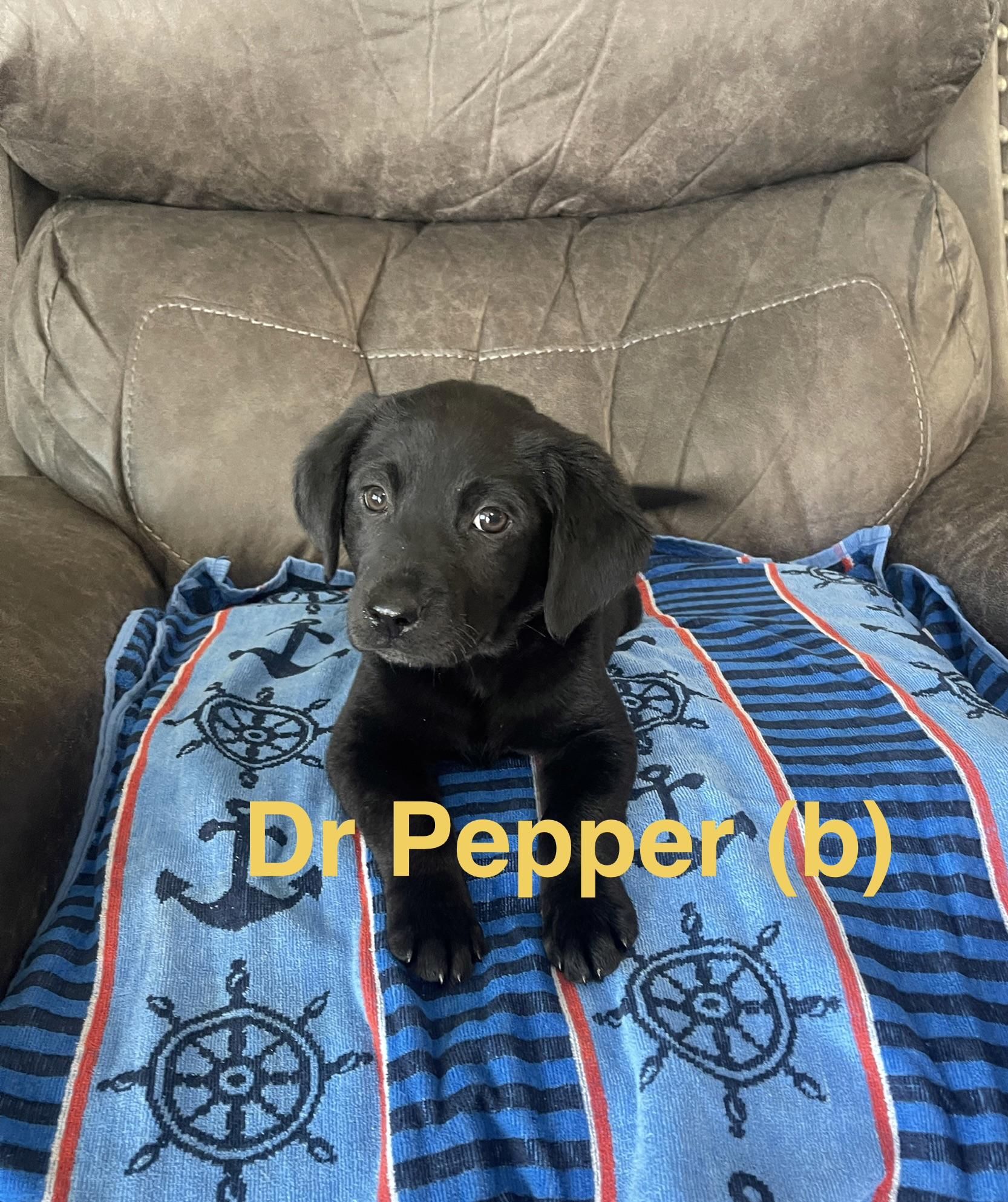 Dr Pepper , ADOPTABLE, Puppy Male Labrador Retriever & Australian Shepherd.