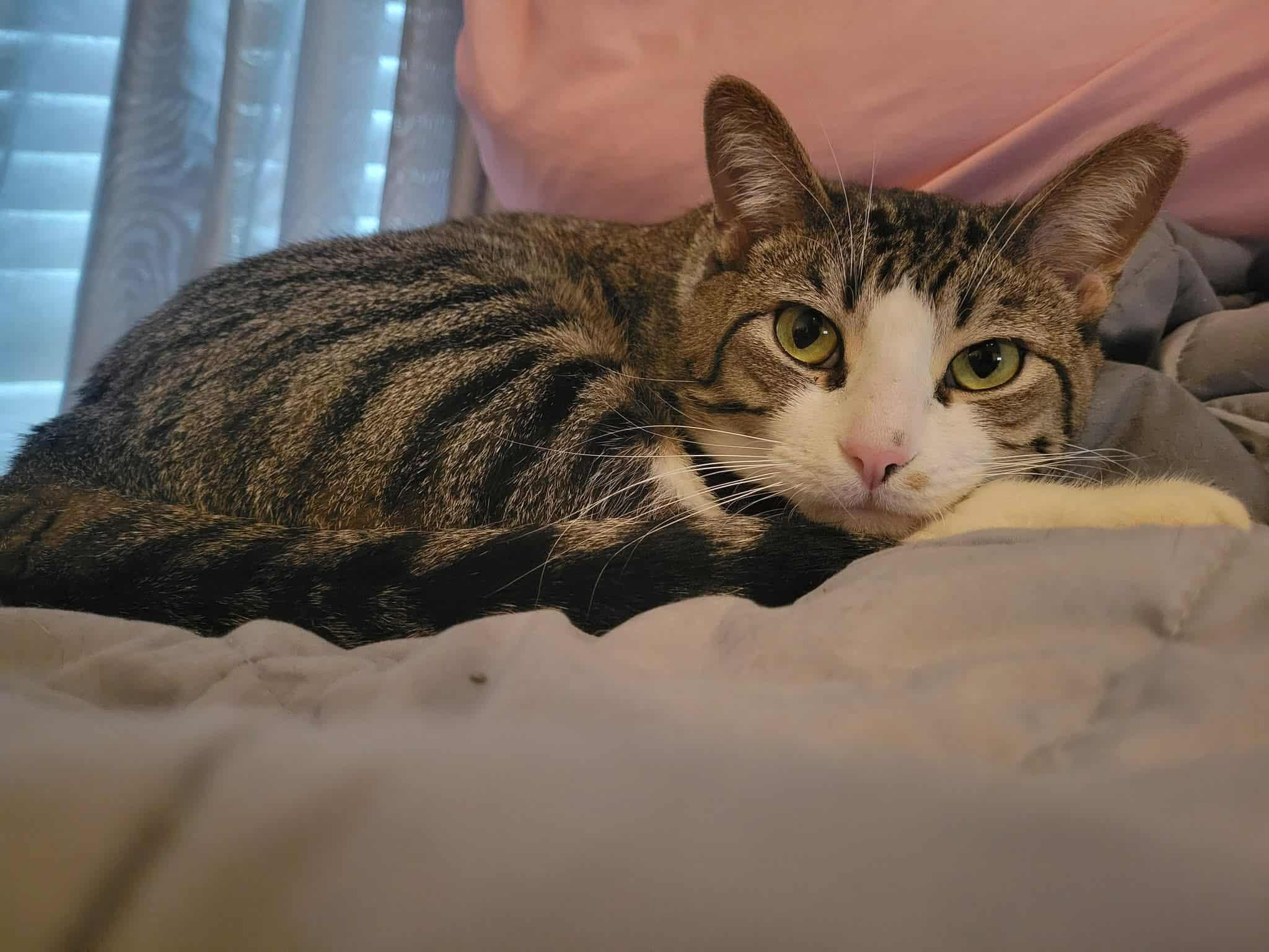 Enlarge Mr. Pickles, a Adoptable Domestic Short Hair in LaPlace, LA image 1/6