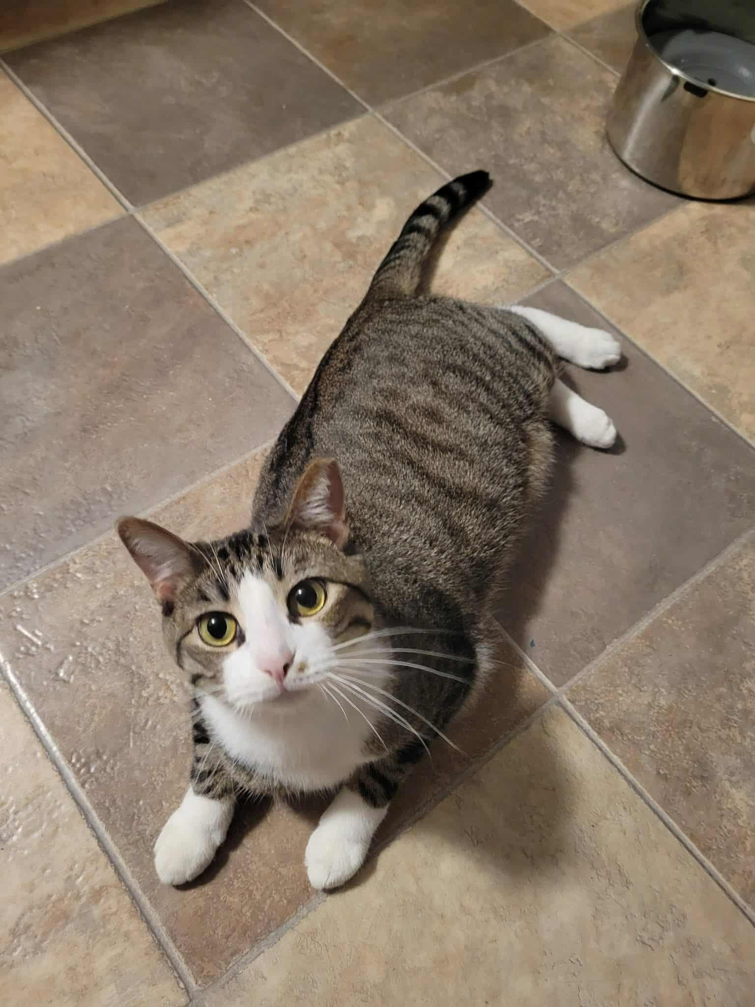 Enlarge Mr. Pickles, a Adoptable Domestic Short Hair in LaPlace, LA image 2/6