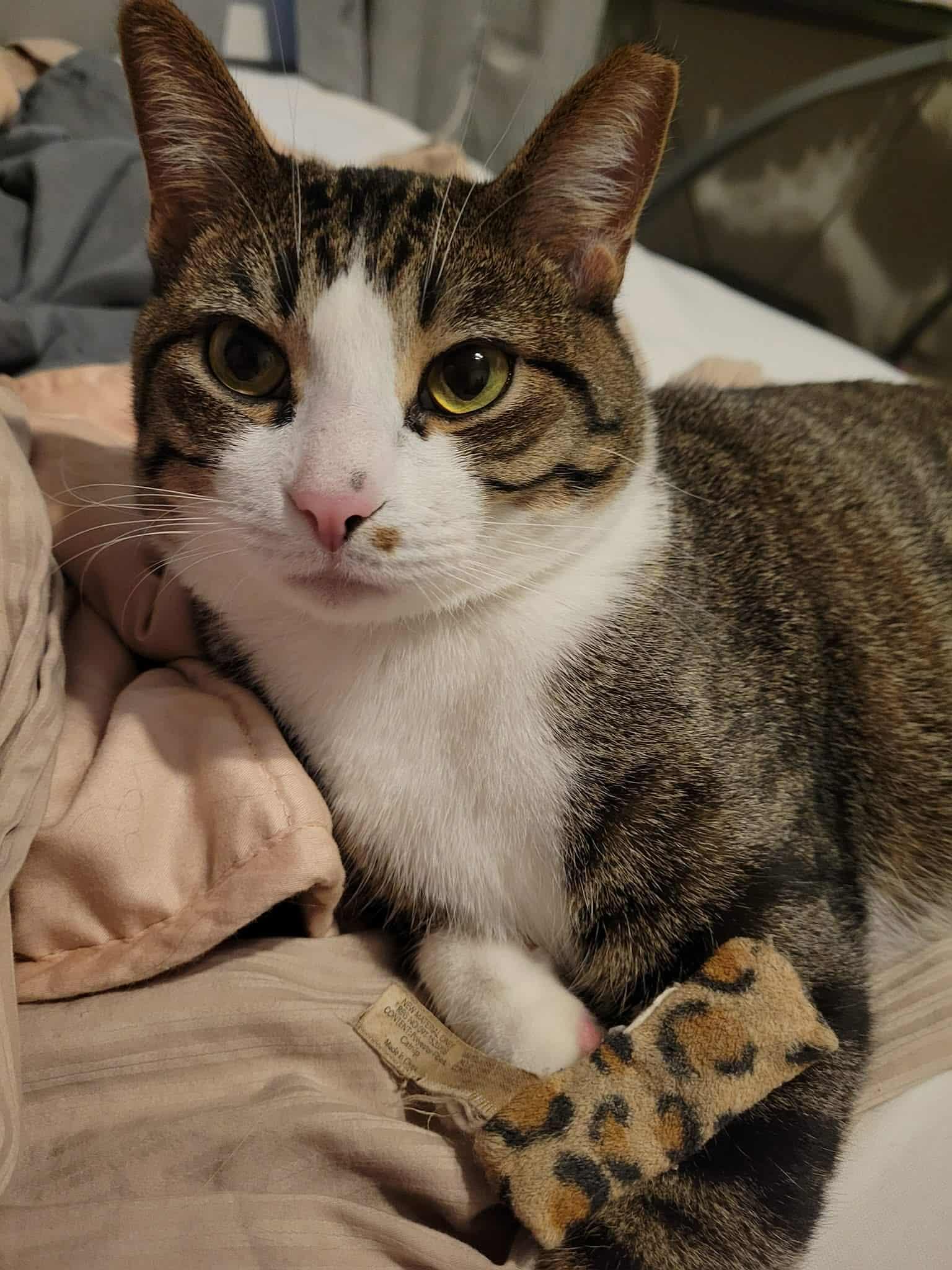 Enlarge Mr. Pickles, a Adoptable Domestic Short Hair in LaPlace, LA image 3/6