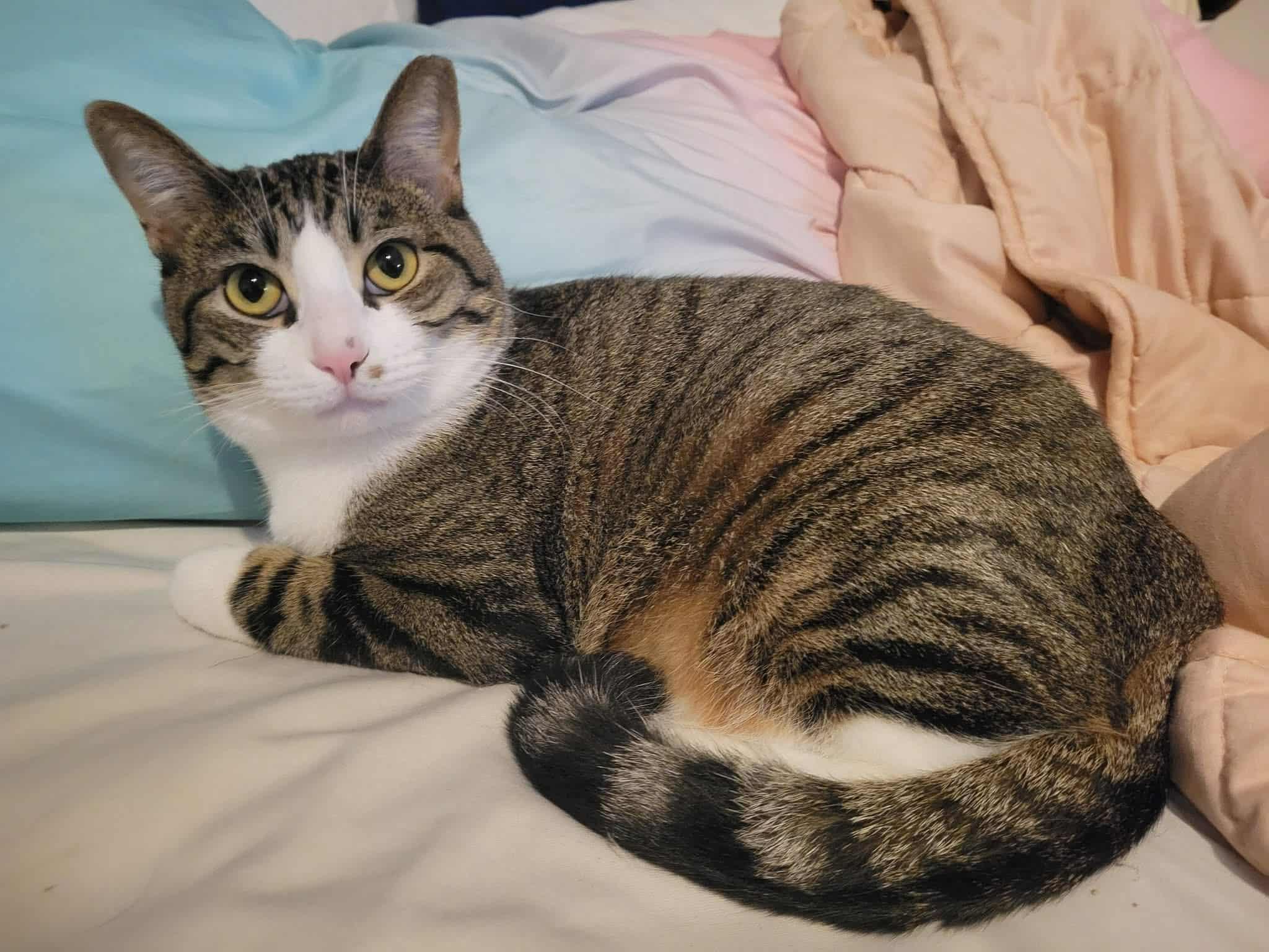 Enlarge Mr. Pickles, a Adoptable Domestic Short Hair in LaPlace, LA image 4/6