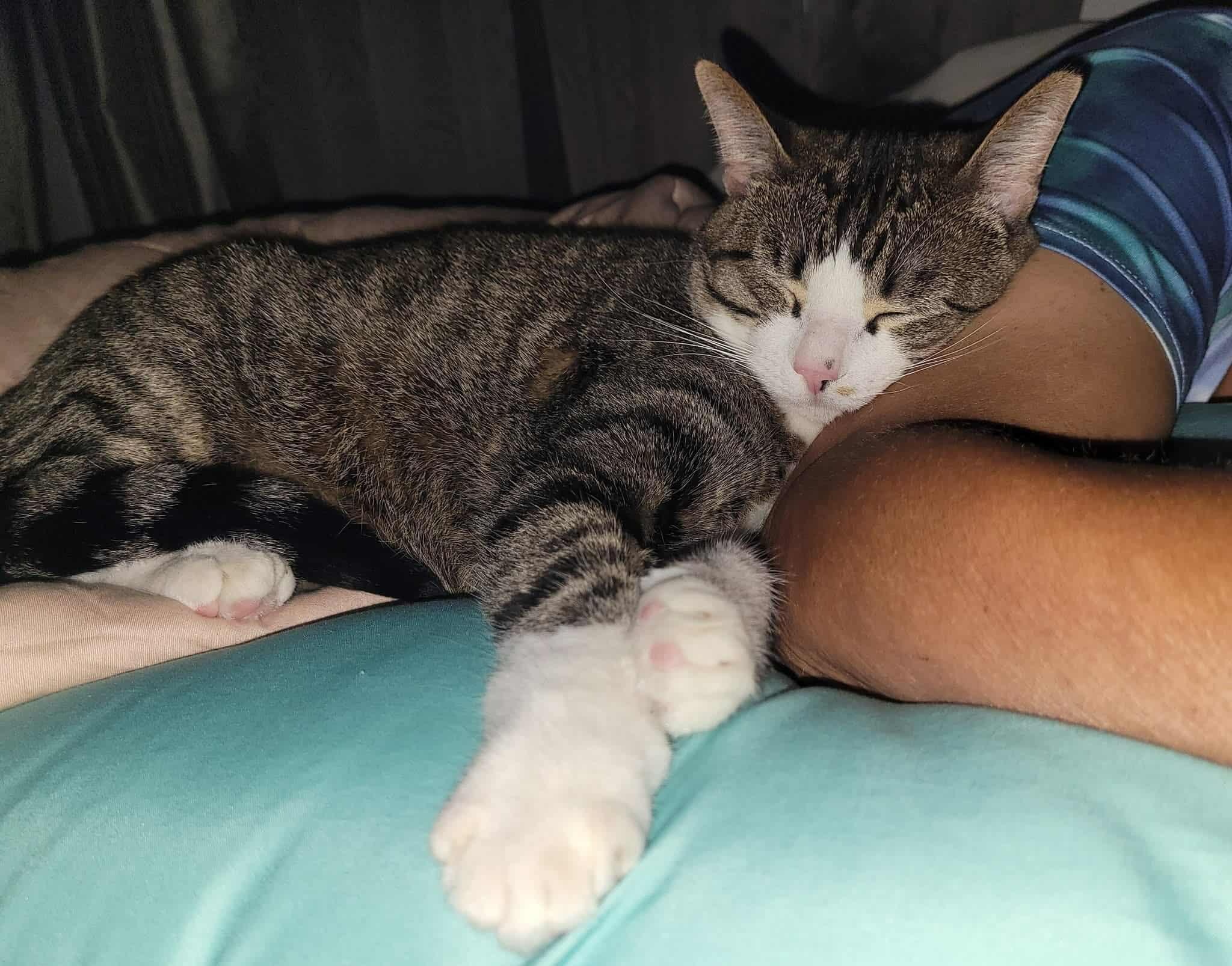 Enlarge Mr. Pickles, a Adoptable Domestic Short Hair in LaPlace, LA image 5/6