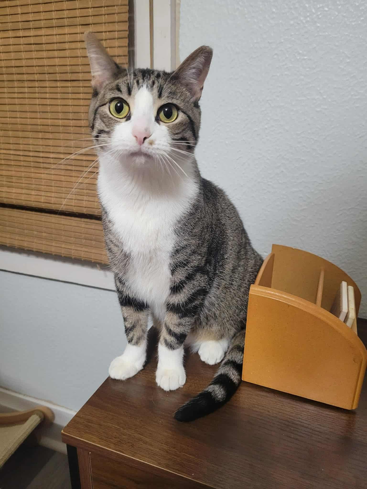 Enlarge Mr. Pickles, a Adoptable Domestic Short Hair in LaPlace, LA image 6/6