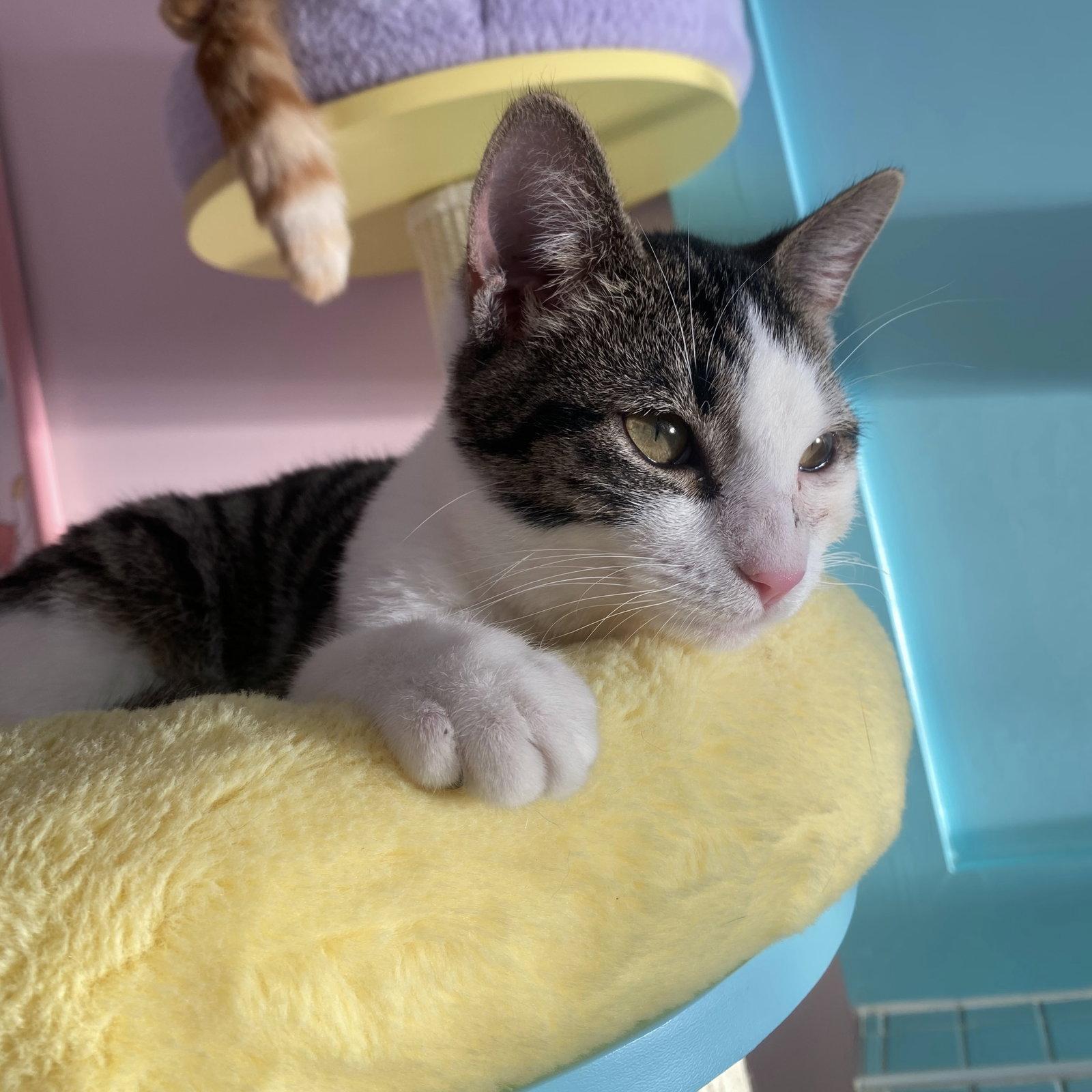 Divan - KBC, Adopted, Young Male Domestic Short Hair.
