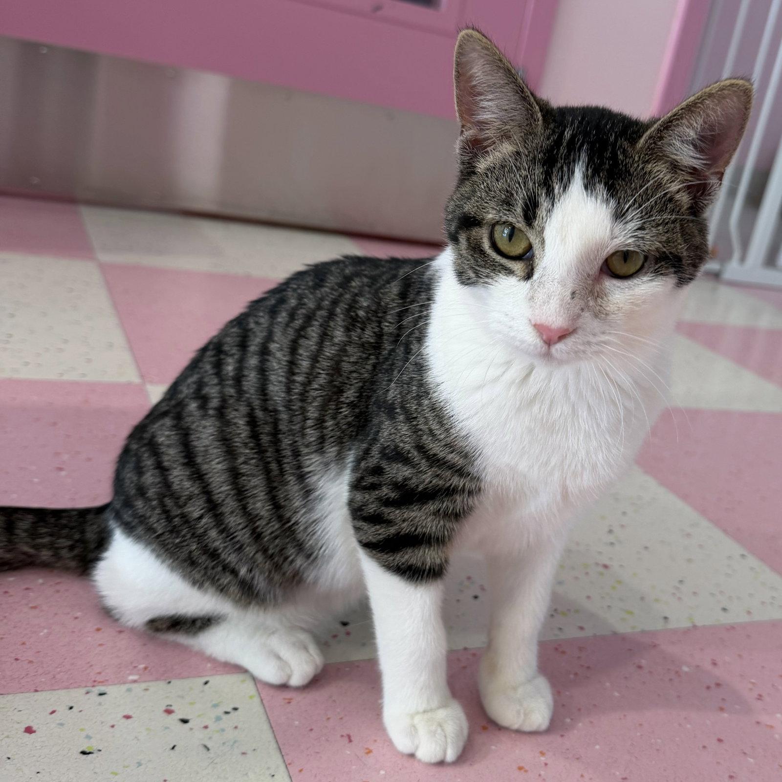 Divan - KBC, a Adopted Domestic Short Hair in Dublin, OH image 2/3