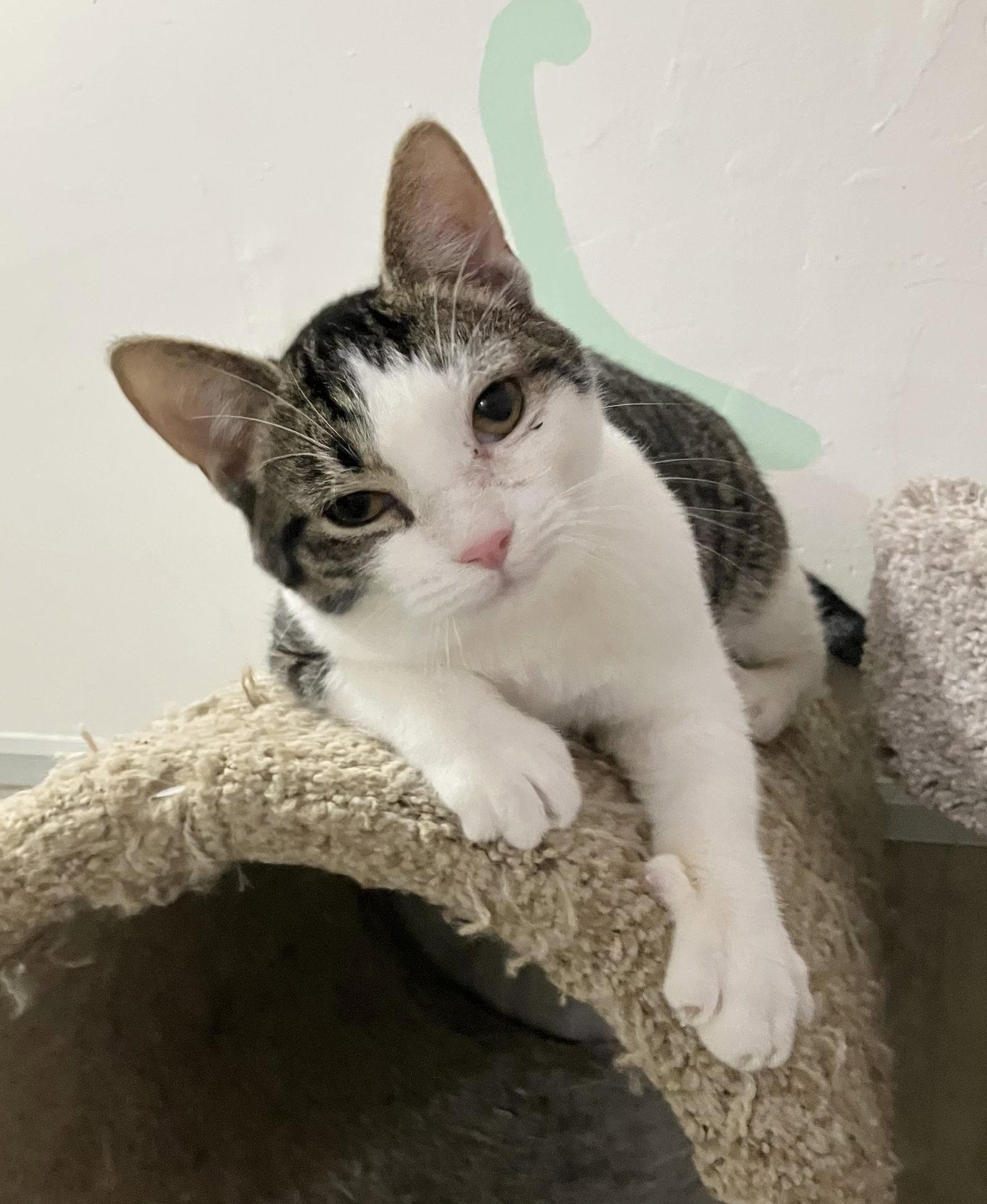 Divan - KBC, a Adopted Domestic Short Hair in Dublin, OH image 3/3