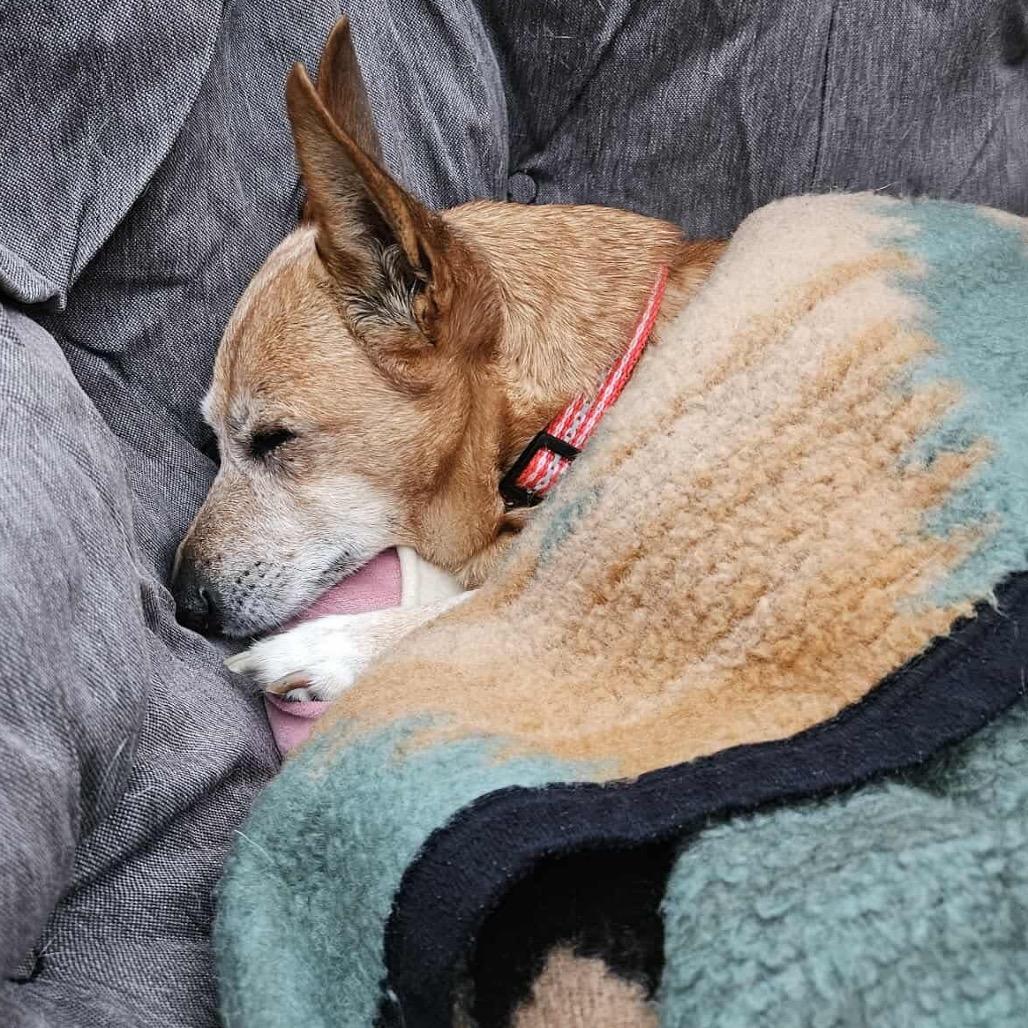 Tallahassee, Adoptable, Senior Female Miniature Pinscher & Dachshund.