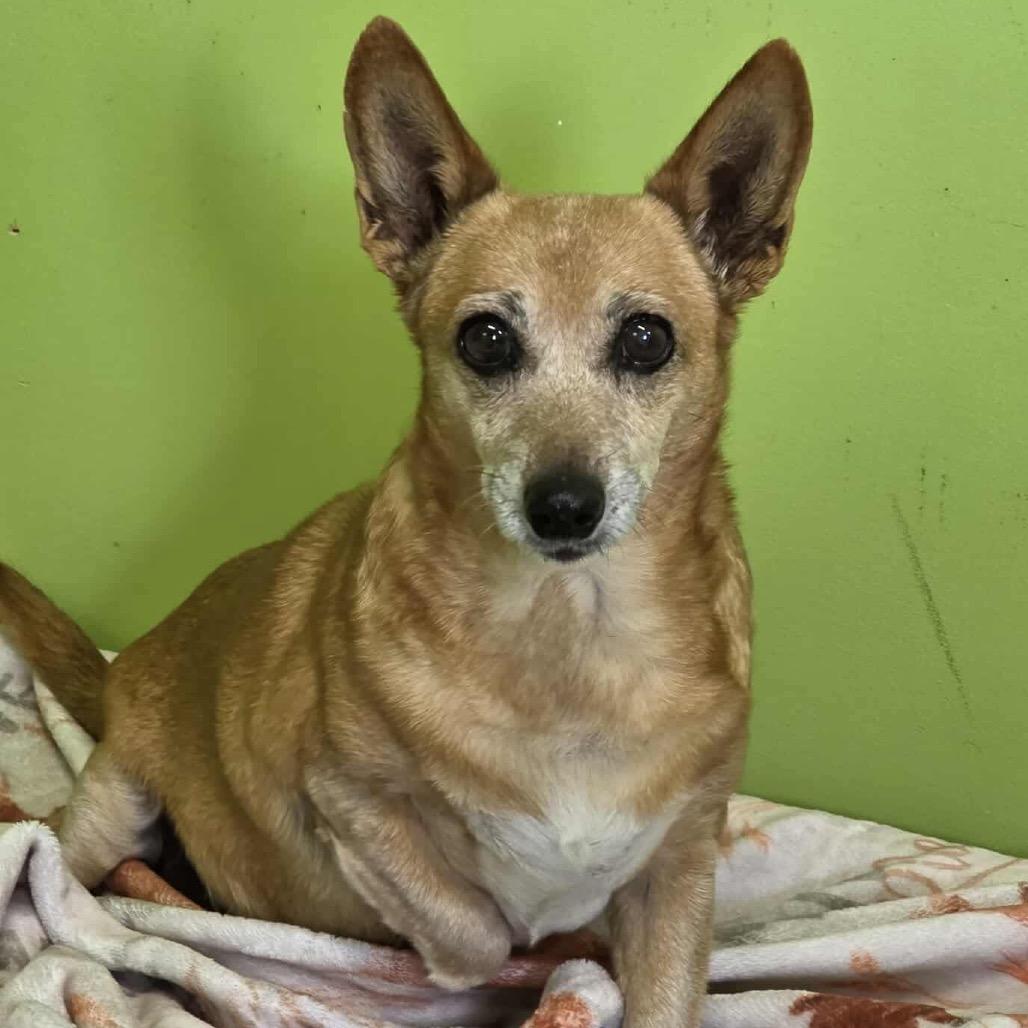 Tallahassee, a Adoptable mixed breed in Jackson, MO image 2/4