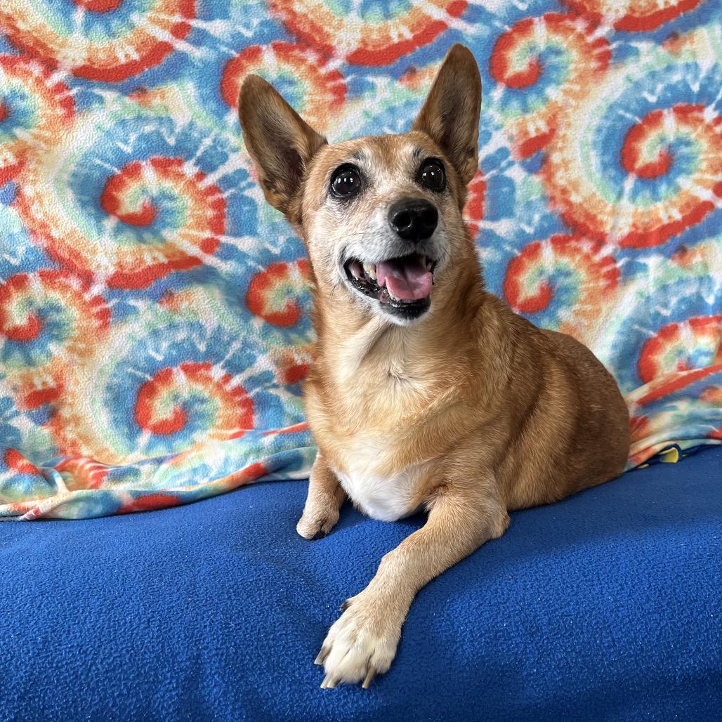 Tallahassee, a Adoptable mixed breed in Jackson, MO image 3/4