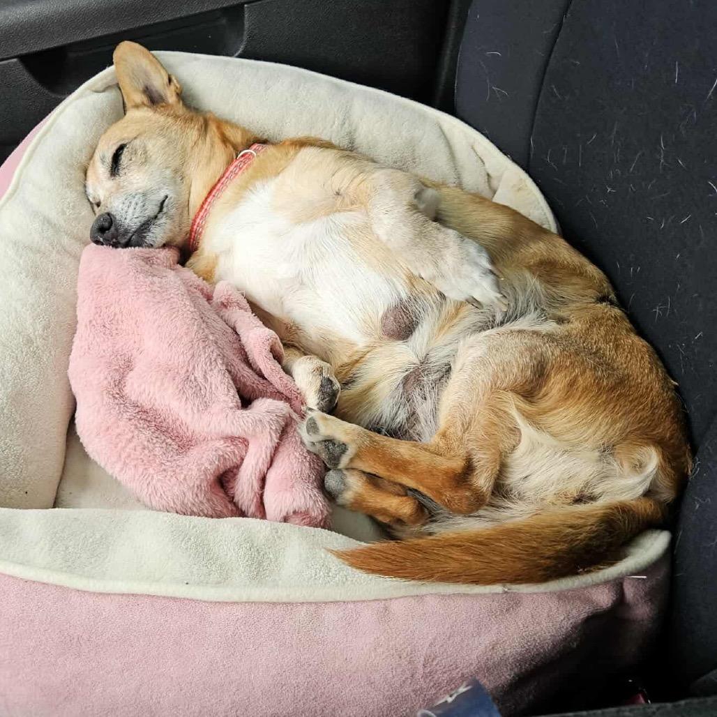 Tallahassee, a Adoptable mixed breed in Jackson, MO image 4/4