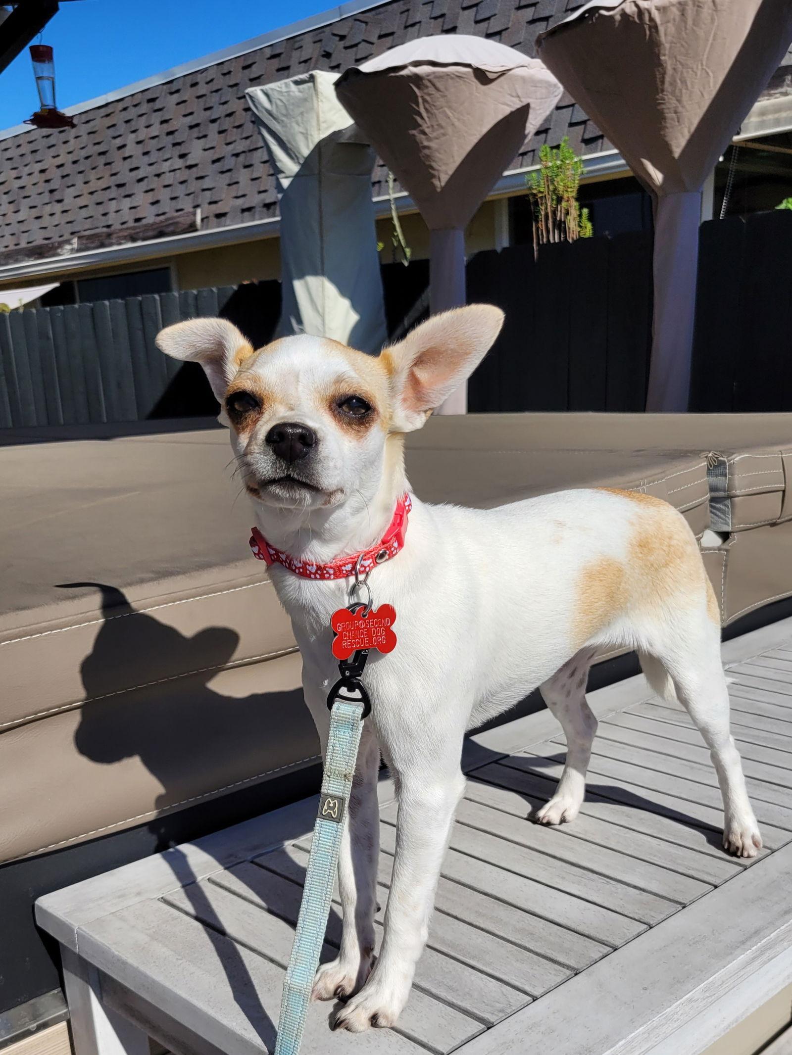 Enlarge Maisy, a Adoptable Chihuahua in San Diego, CA image 2/3