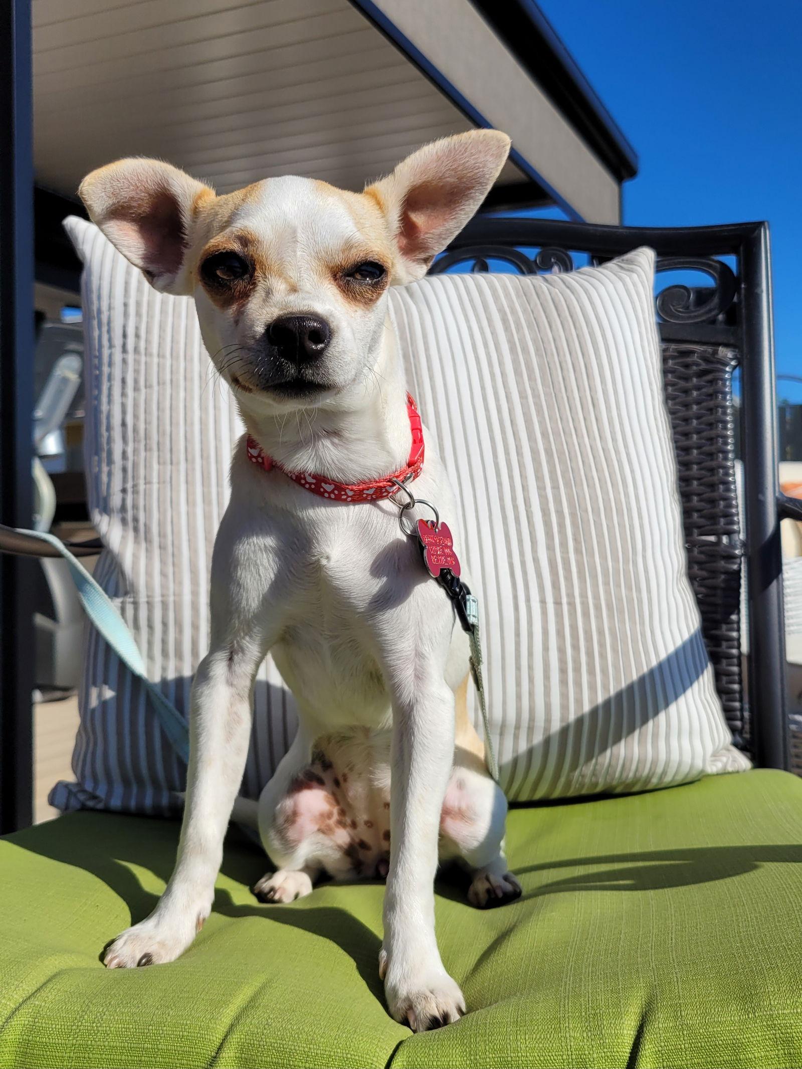 Enlarge Maisy, a Adoptable Chihuahua in San Diego, CA image 3/3