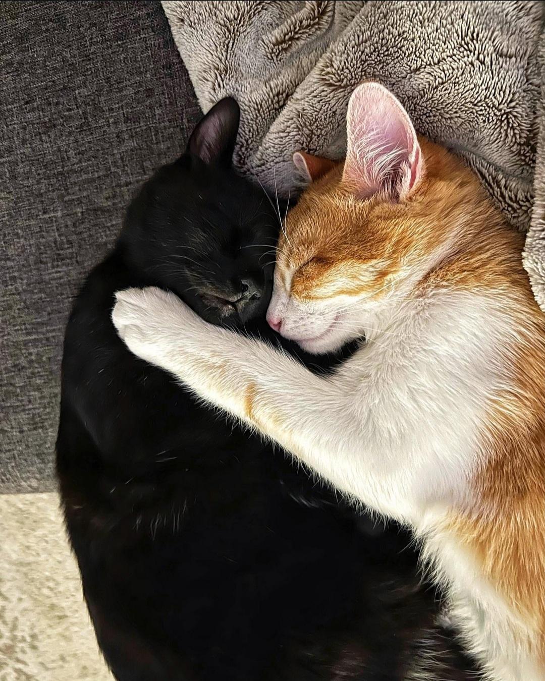 Enlarge Bink, a ADOPTABLE Bombay in Charlotte, NC image 1/4