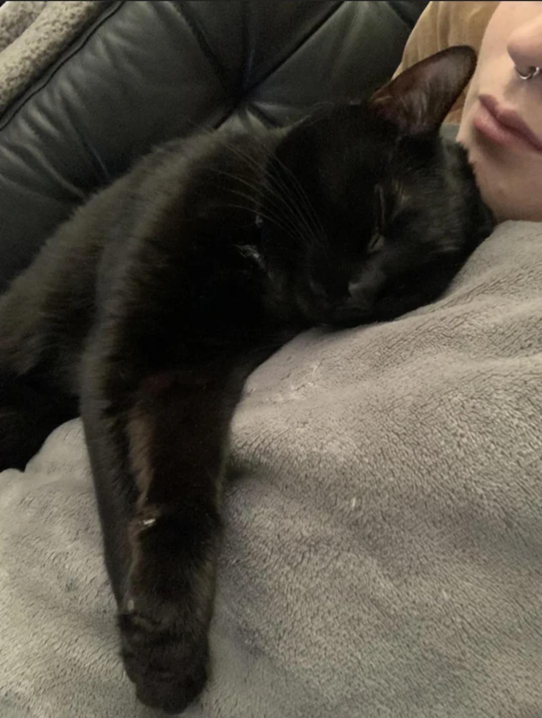 Enlarge Bink, a ADOPTABLE Bombay in Charlotte, NC image 3/4