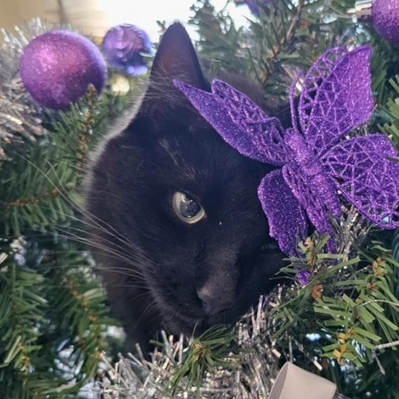 Enlarge Bink, a ADOPTABLE Bombay in Charlotte, NC image 4/4